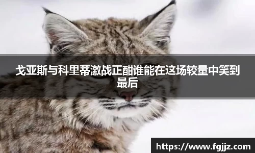 球速体育平台入口